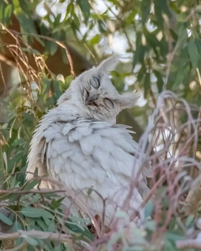 avatar for pseudo@slrpnk.net